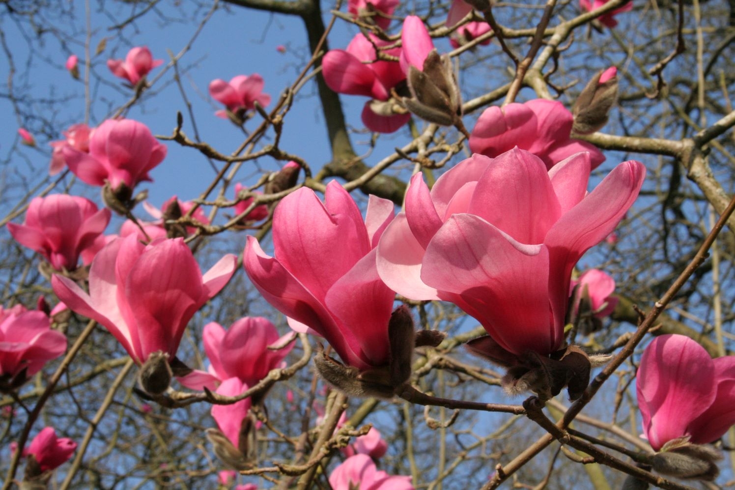 Spring is on the March at Westonbirt