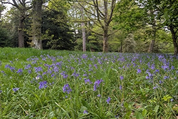 Bluebells