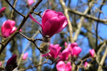 Magnolias