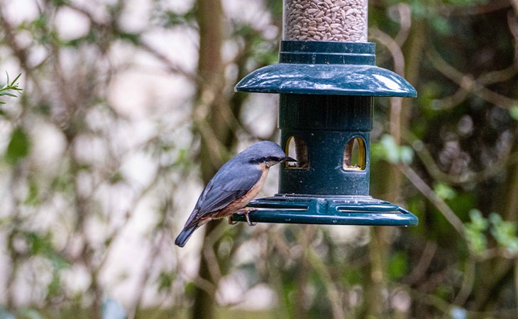 Nuthatch