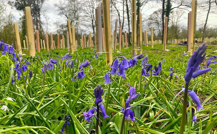 Native bluebells (Hyacinthoides non-scripta), Photo by Amy Flower