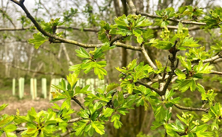 Bright green hawthorn leaves, photo by Amy Flower