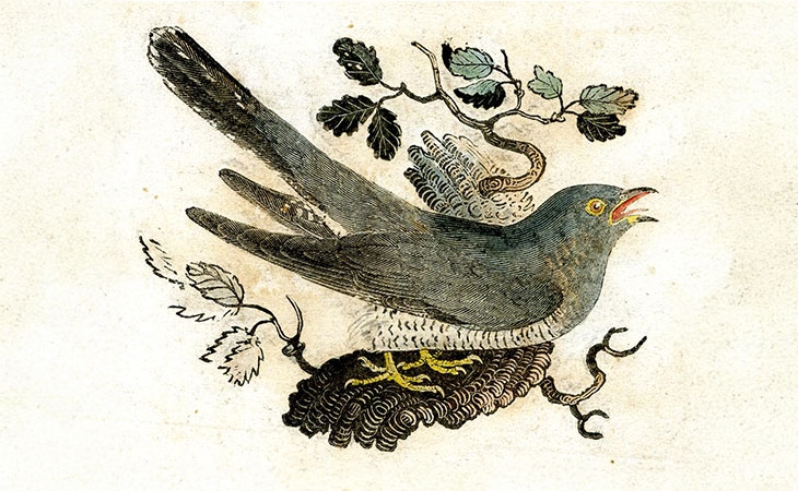 A cuckoo standing in profile to right on a tree branch, singing; illustration to Thomas Bewick's 'History of British Birds' (Newcastle: 1804, Vol I); proof. Wood-engraving with hand-colouring. &copy; The Trustees of the British Museum. Shared under a Creative Commons Attribution-NonCommercial-ShareAlike 4.0 International (CC BY-NC-SA 4.0) licence.