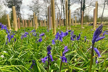 Trees and Traditions: Budburst, bluebells and cuckoo calls