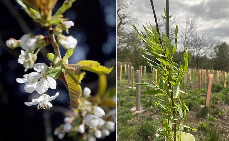 Photo of the white blossom of a wild cherry tree. | Willow sapling, photo by Amy Flower
