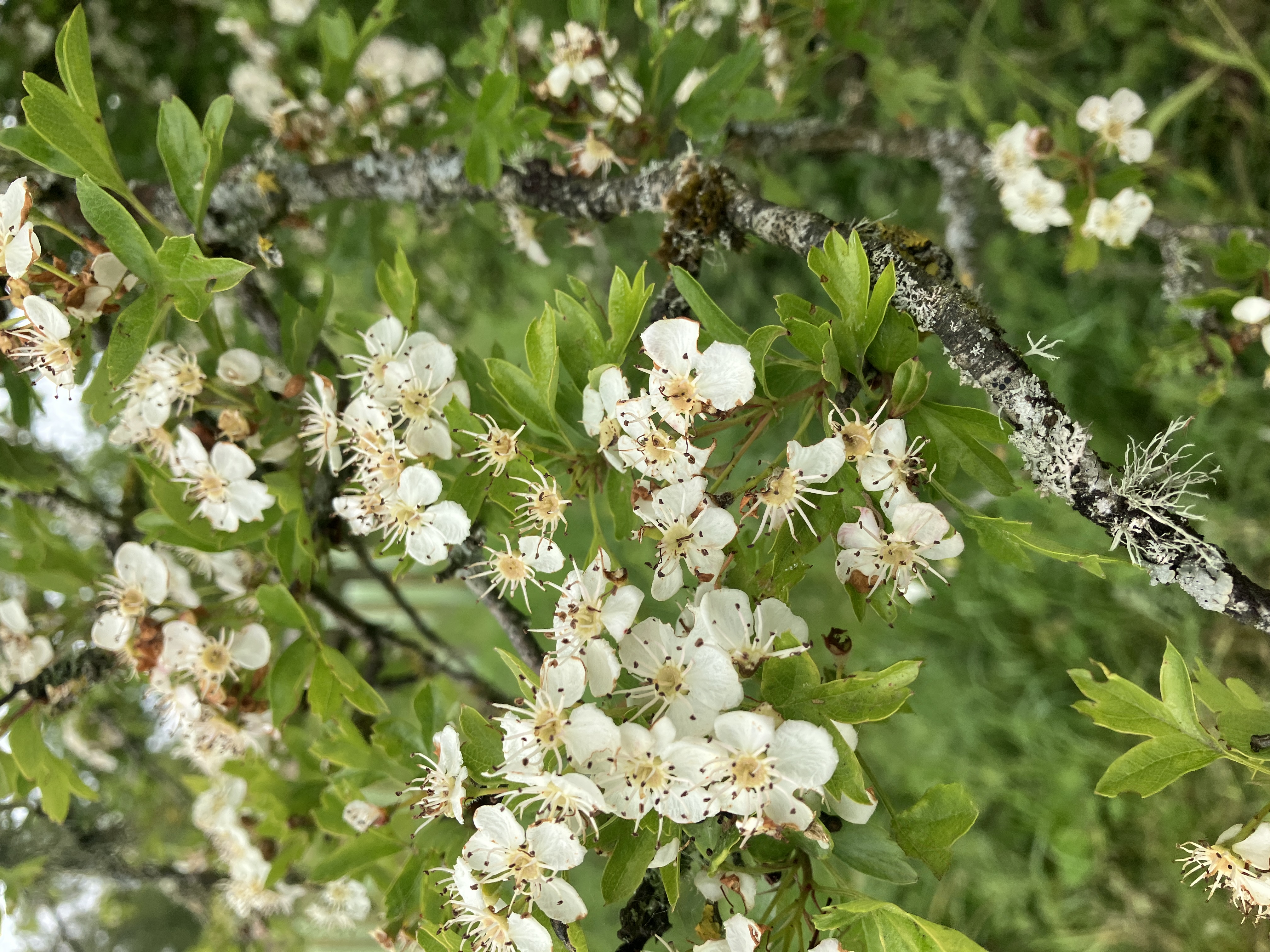 White hawthorn blossom