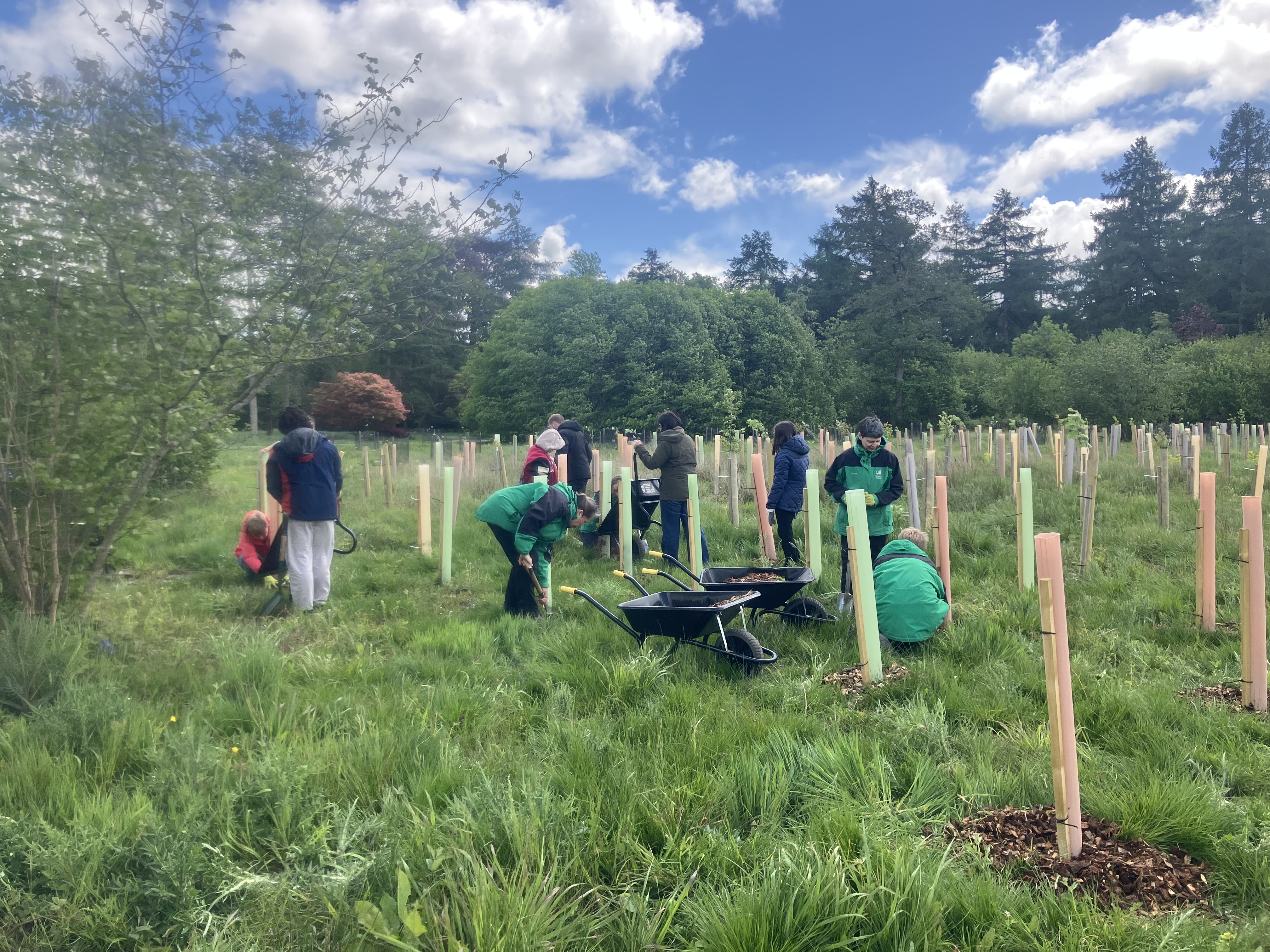Working together mulching trees