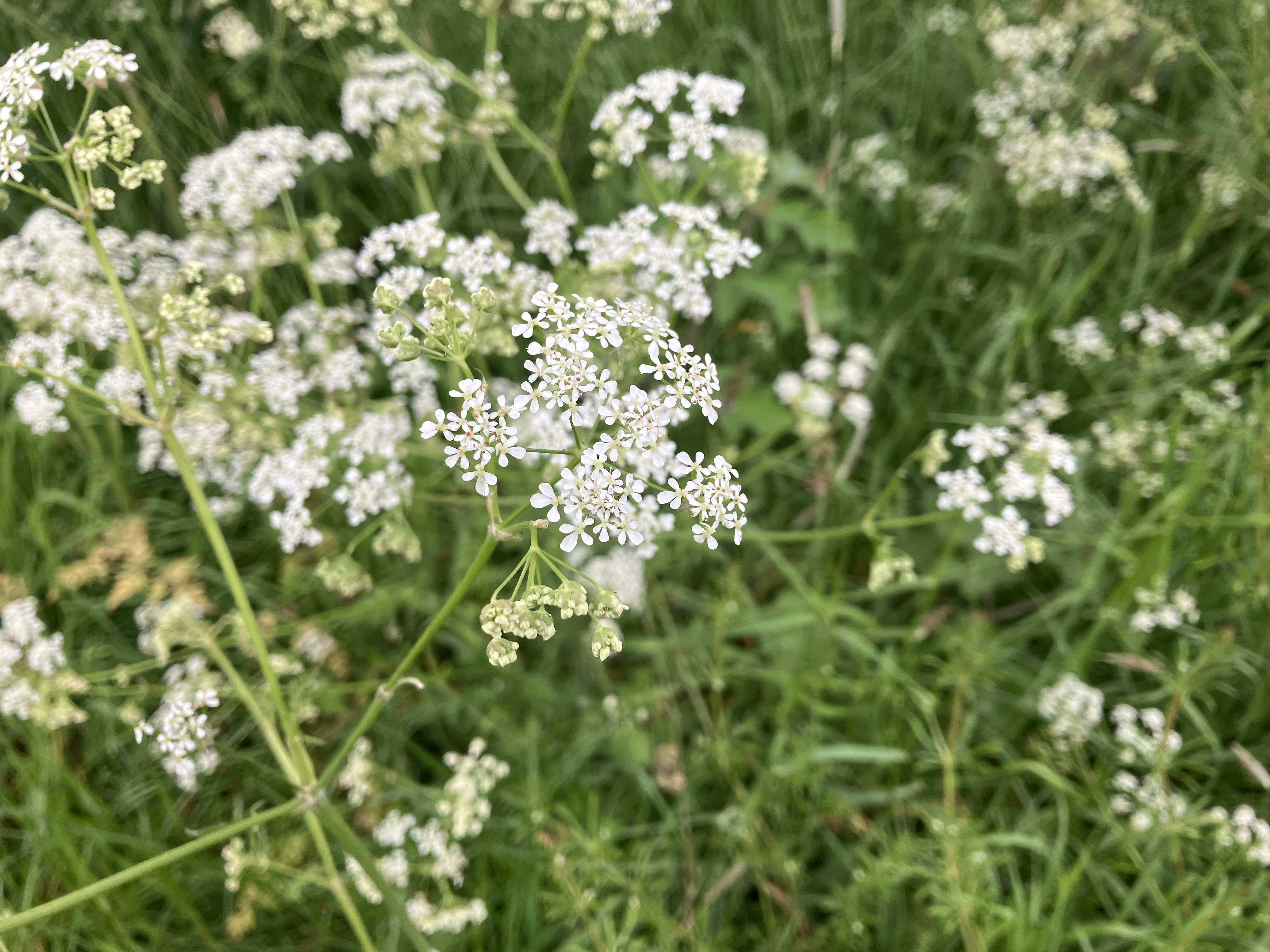 White cow parsley flowers