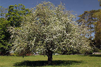 Trees and Traditions: Hawthorn, May Day, and dawn chorus