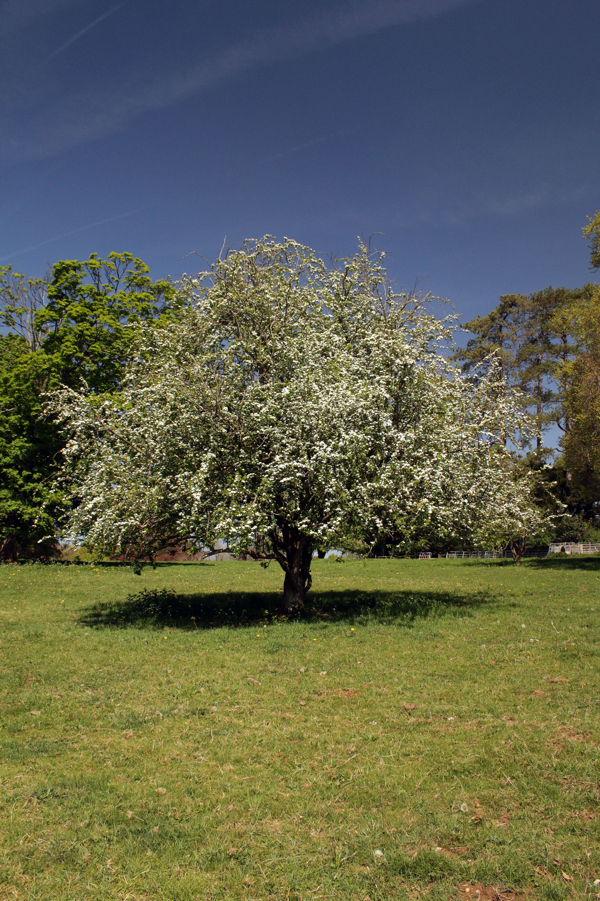Mature hawthorn tree