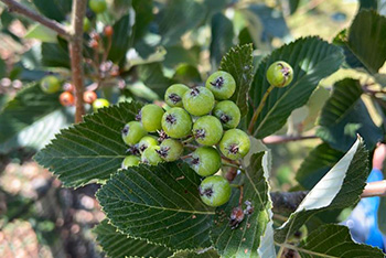 New work highlights urgent action needed to protect our rarest native trees