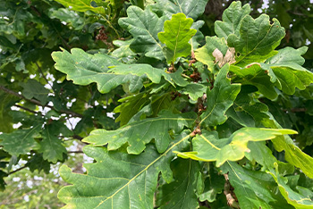 Trees and Traditions: Oak and Midsummer